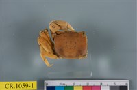 藏品(德氏仿厚蟹)的圖片